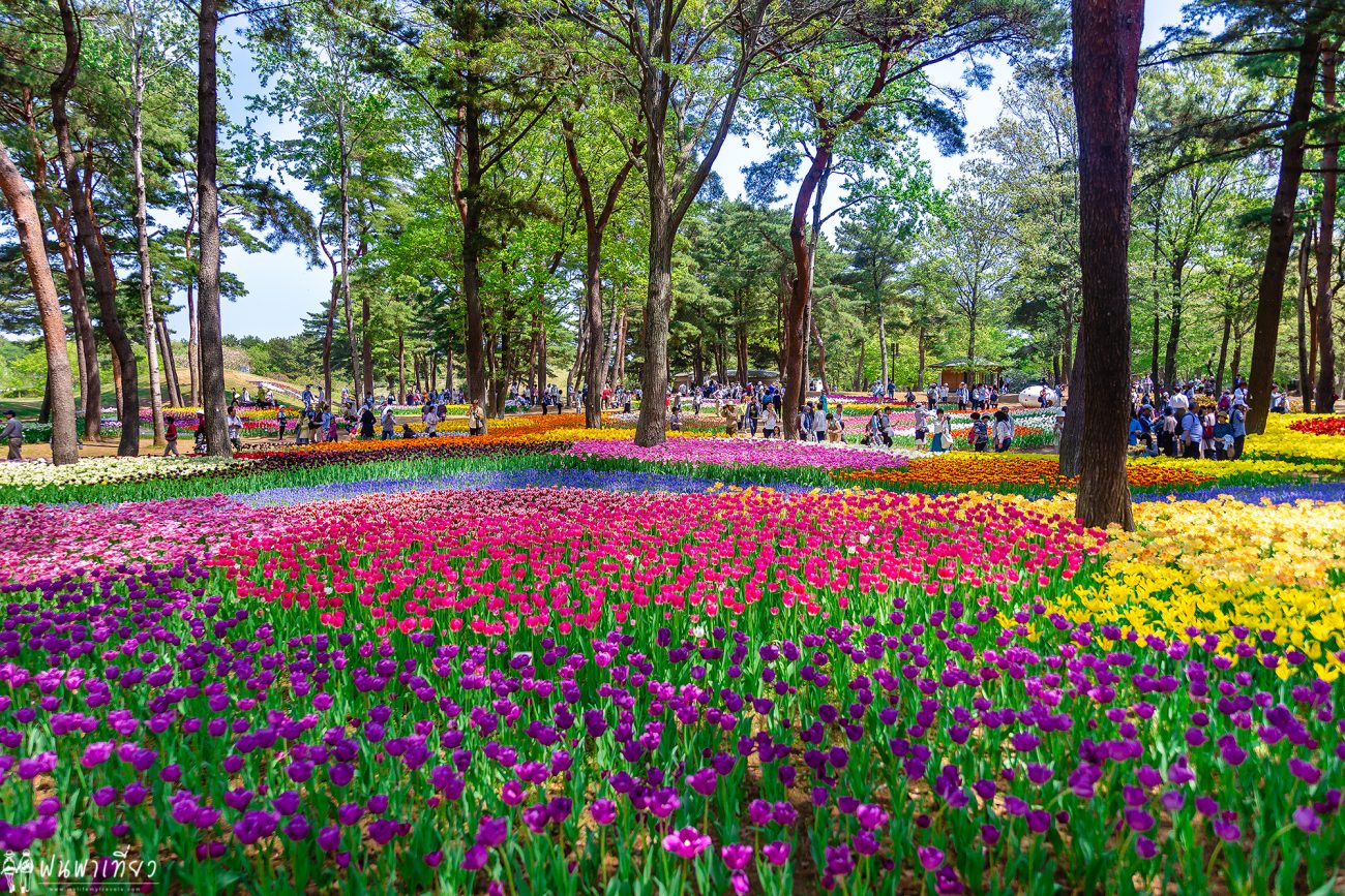 Nemophila @Hitachi Seaside Park | My Life My Travel